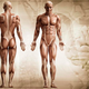 Illustration for article titled 16 Ways The Human Body Is Actually Unbelievable